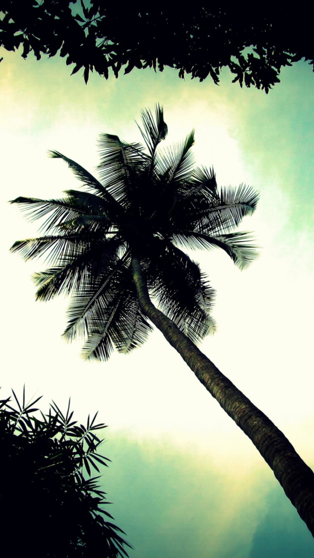 Palm Tree Top wallpaper 640x1136