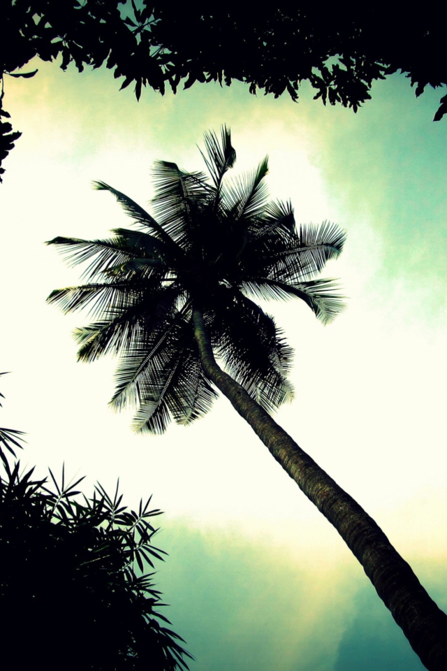 Palm Tree Top wallpaper 640x960