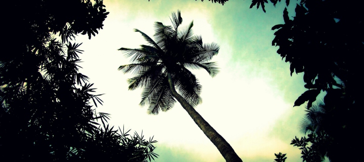Sfondi Palm Tree Top 720x320