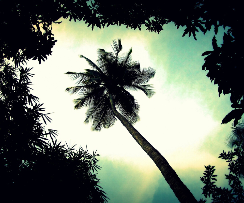 Das Palm Tree Top Wallpaper 960x800