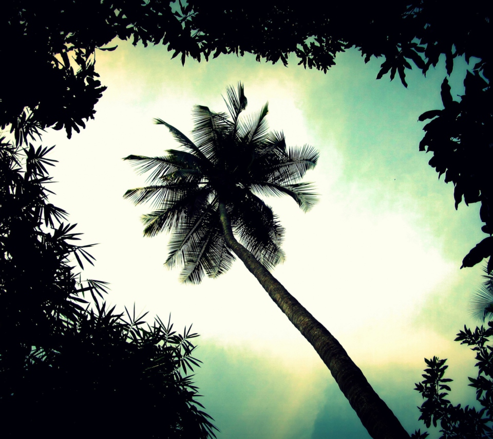 Das Palm Tree Top Wallpaper 960x854