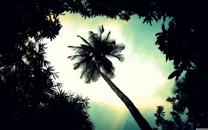 Palm Tree Top wallpaper