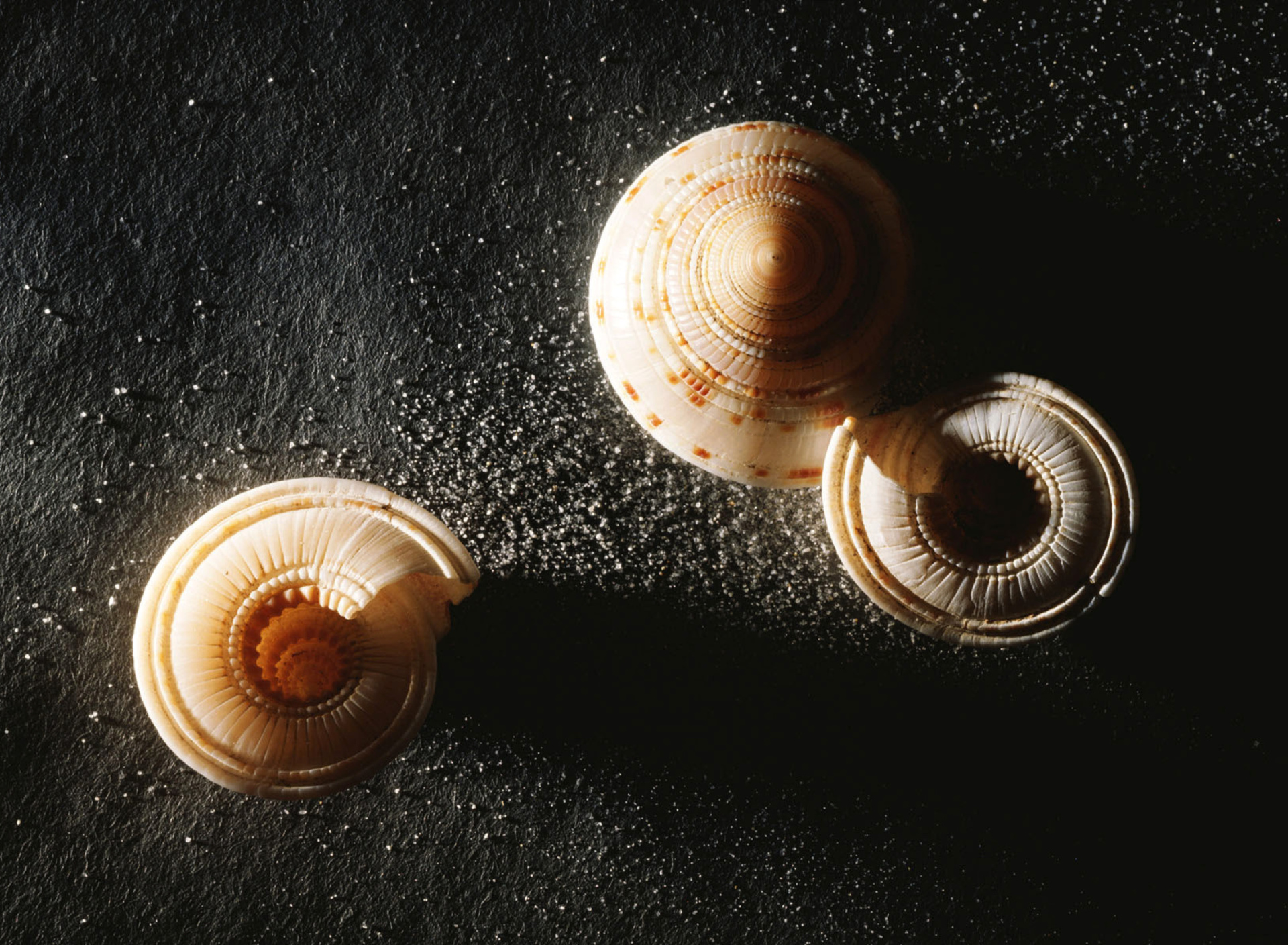 Das Minimalist Snail Wallpaper 1920x1408