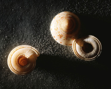 Das Minimalist Snail Wallpaper 220x176