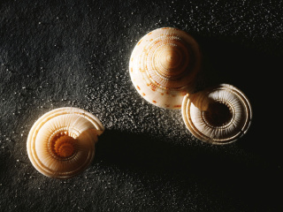 Das Minimalist Snail Wallpaper 320x240