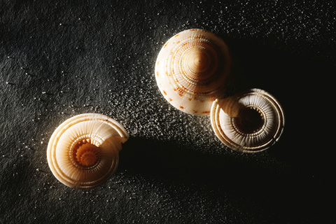 Обои Minimalist Snail 480x320