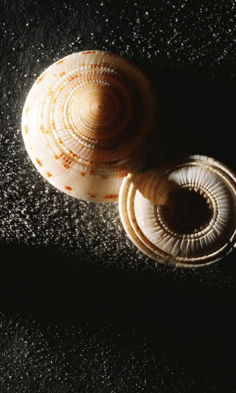Das Minimalist Snail Wallpaper 480x800
