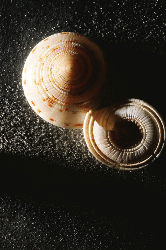 Das Minimalist Snail Wallpaper 640x960