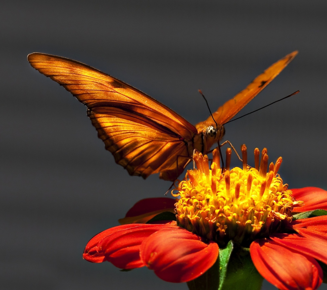 Das Butterfly On Flower Wallpaper 1080x960