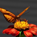Das Butterfly On Flower Wallpaper 128x128