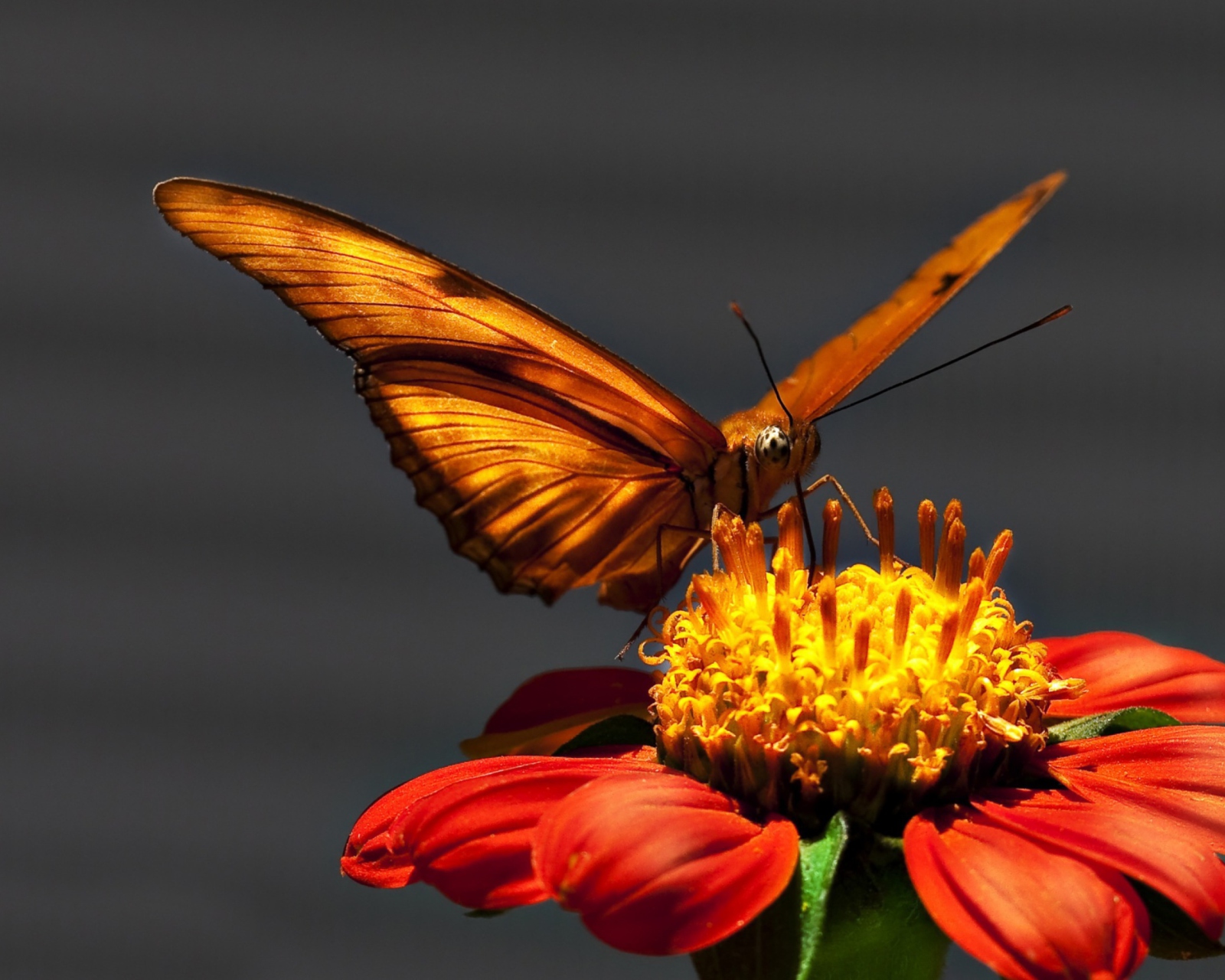 Butterfly On Flower wallpaper 1600x1280
