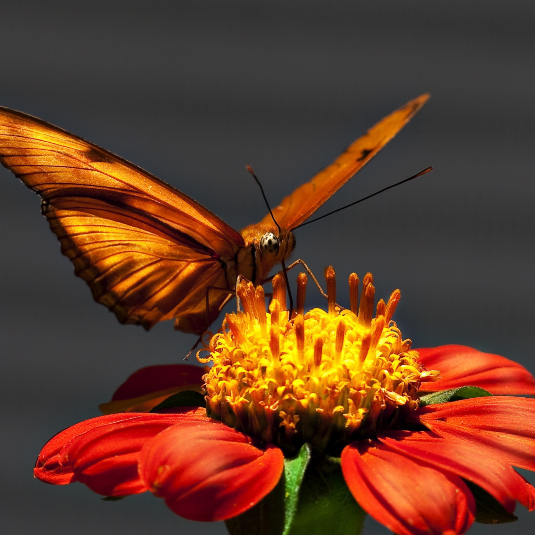Das Butterfly On Flower Wallpaper 2048x2048