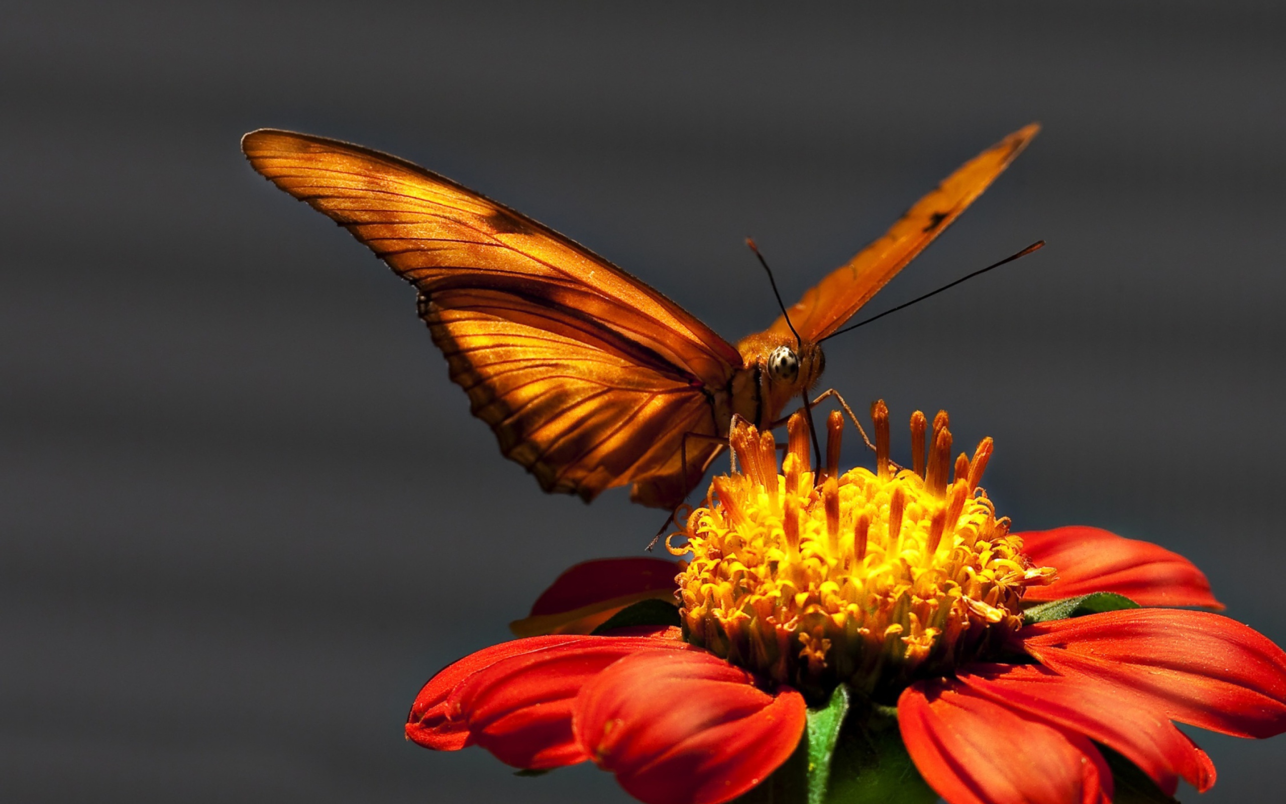 Screenshot №1 pro téma Butterfly On Flower 2560x1600