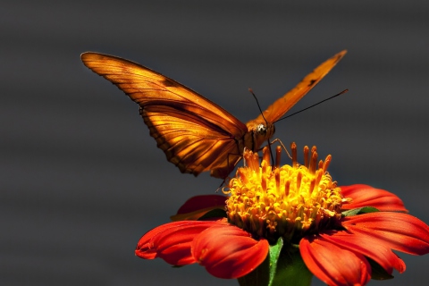 Обои Butterfly On Flower 480x320