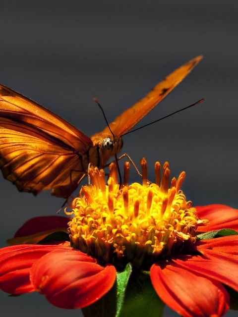 Обои Butterfly On Flower 480x640