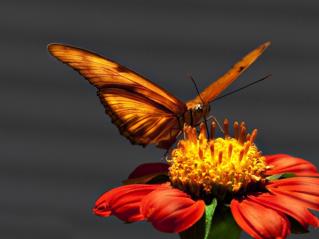 Das Butterfly On Flower Wallpaper 640x480