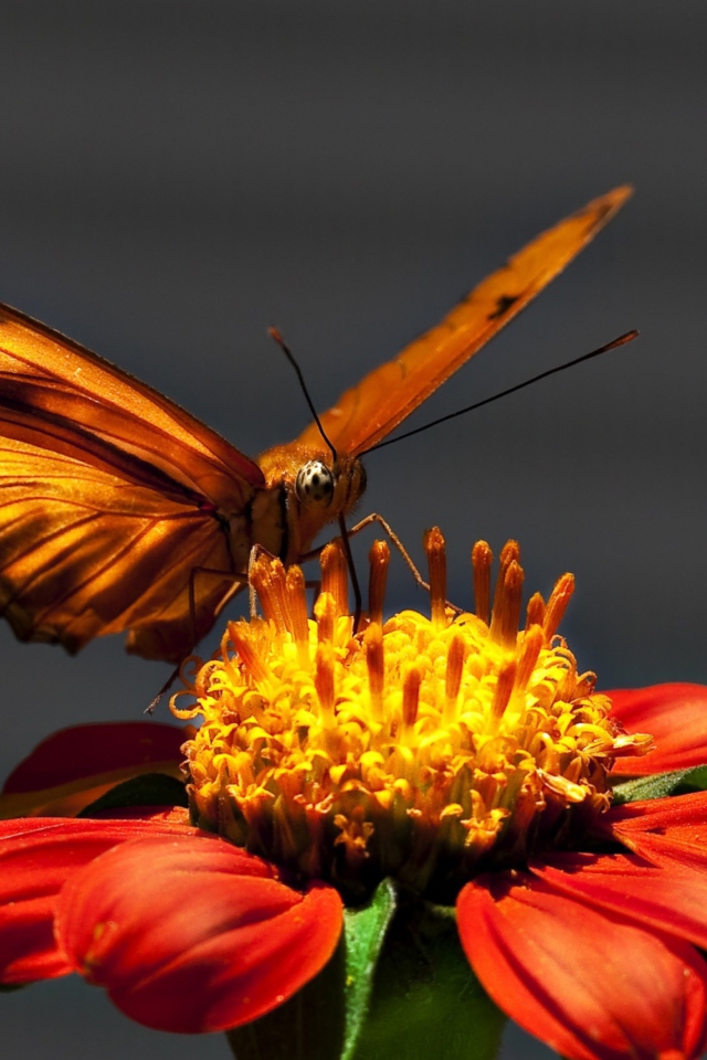 Обои Butterfly On Flower 640x960
