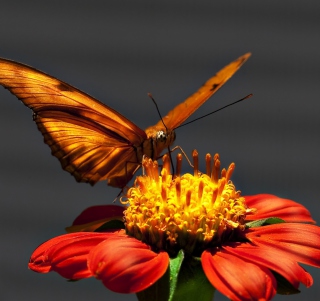 Butterfly On Flower - Fondos de pantalla gratis para iPad 2