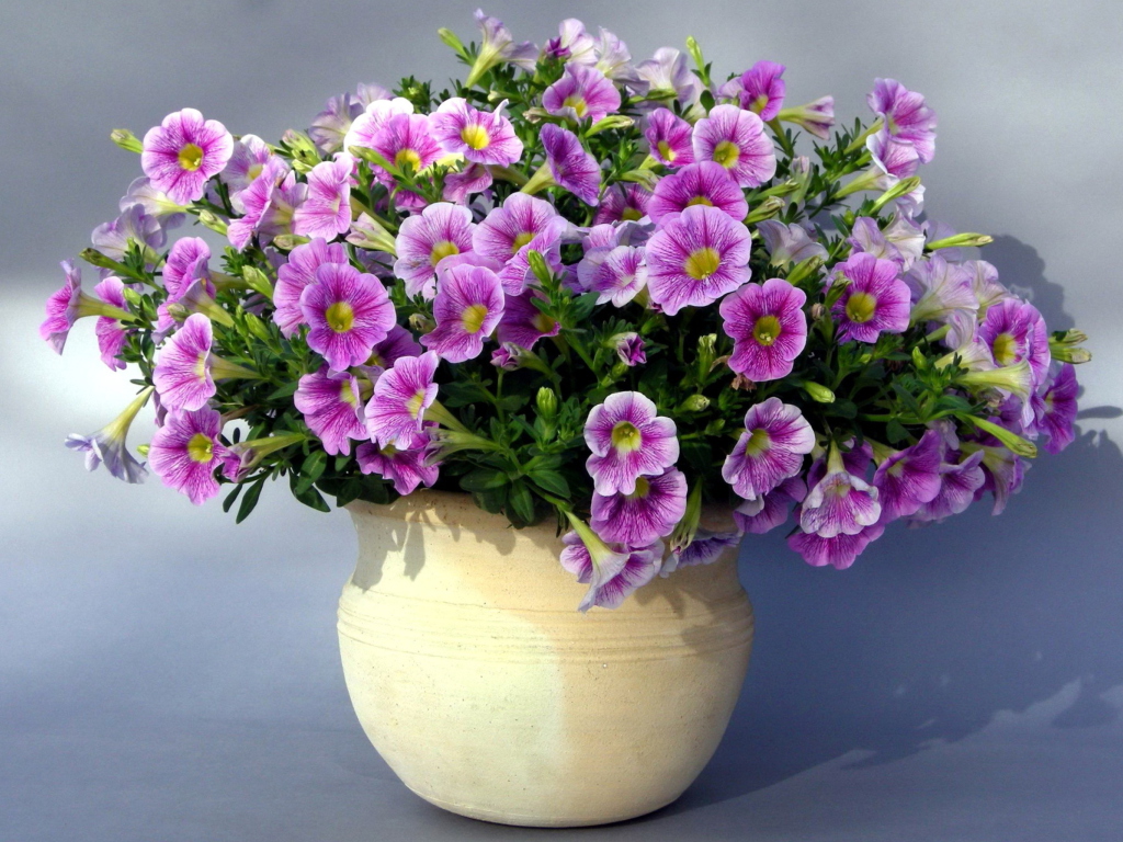 Purple Petunia Bouquet wallpaper 1024x768