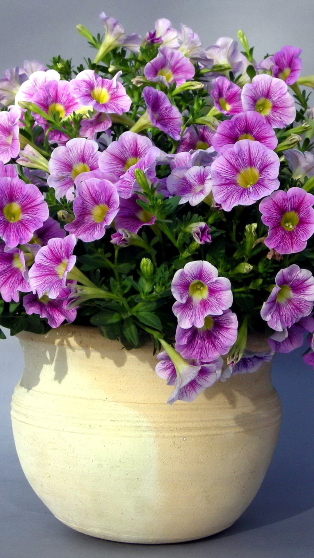 Purple Petunia Bouquet wallpaper 1080x1920