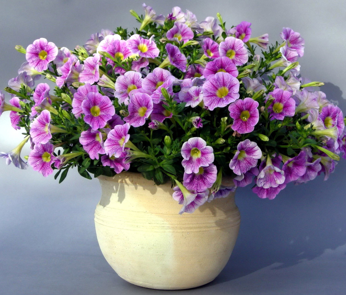 Обои Purple Petunia Bouquet 1200x1024