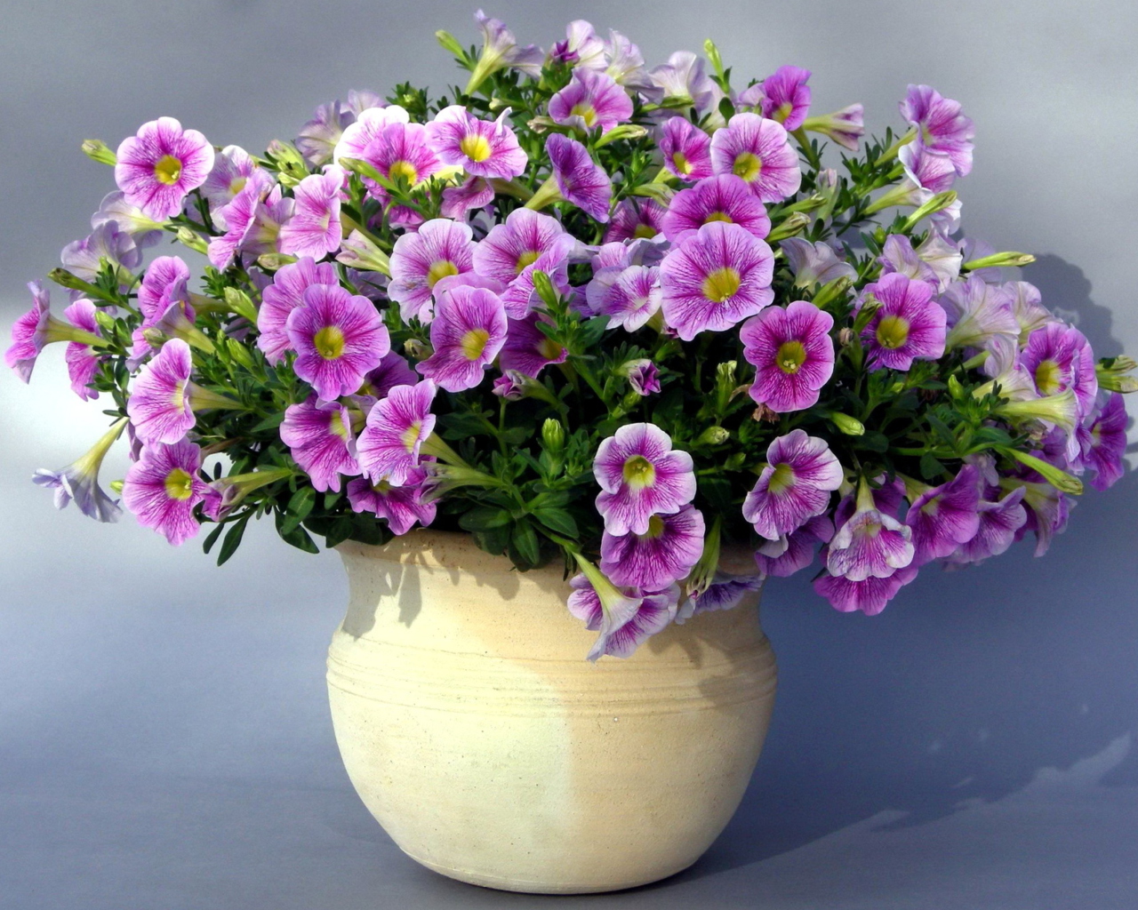 Sfondi Purple Petunia Bouquet 1280x1024