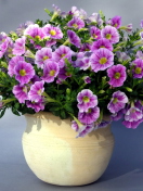 Обои Purple Petunia Bouquet 132x176