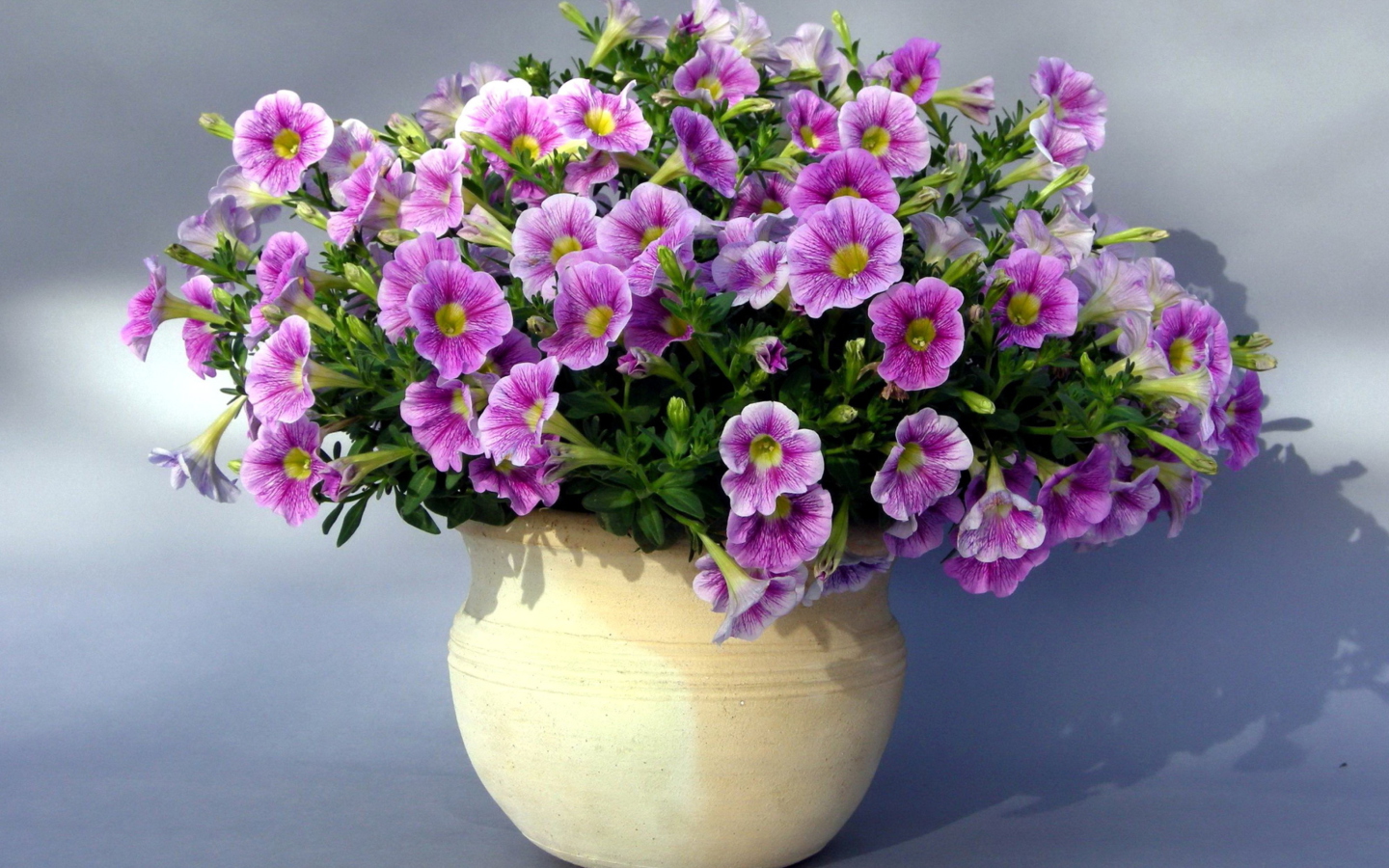 Purple Petunia Bouquet wallpaper 1440x900