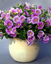 Das Purple Petunia Bouquet Wallpaper 176x220