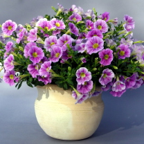 Fondo de pantalla Purple Petunia Bouquet 208x208