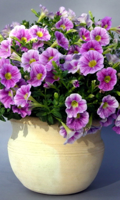 Screenshot №1 pro téma Purple Petunia Bouquet 240x400