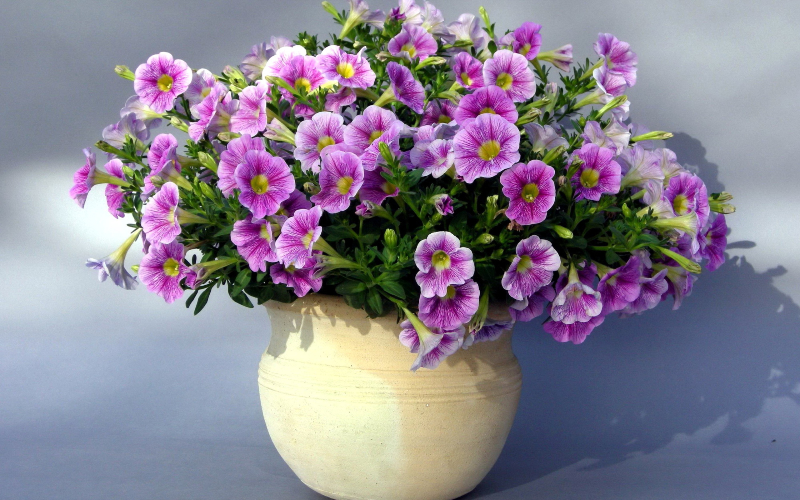 Purple Petunia Bouquet screenshot #1 2560x1600
