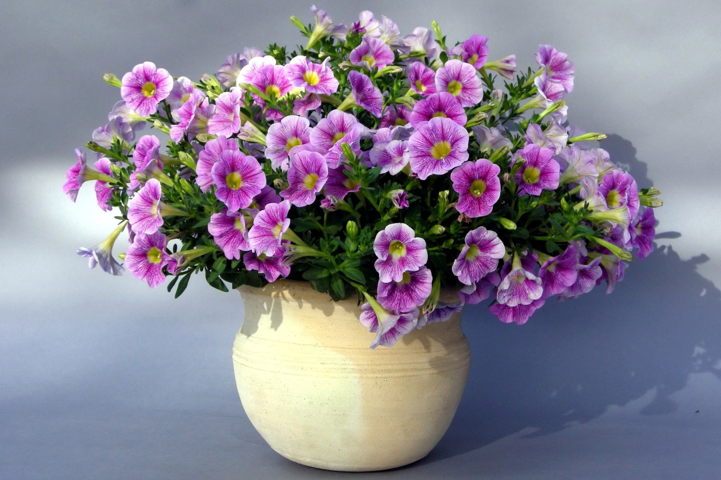 Purple Petunia Bouquet wallpaper 2880x1920