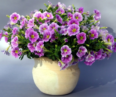 Purple Petunia Bouquet wallpaper 480x400