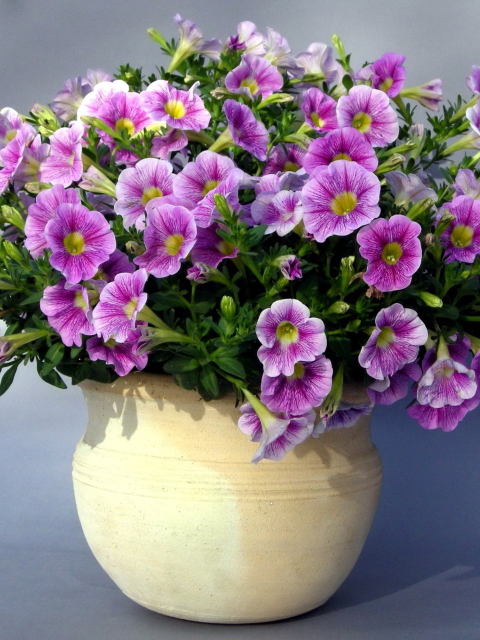 Das Purple Petunia Bouquet Wallpaper 480x640