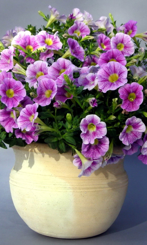 Purple Petunia Bouquet screenshot #1 480x800