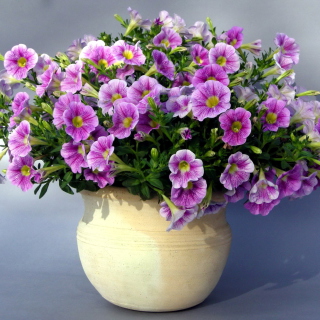 Purple Petunia Bouquet sfondi gratuiti per iPad mini