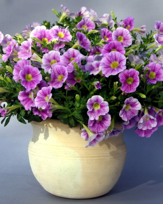 Purple Petunia Bouquet sfondi gratuiti per iPhone 6 Plus