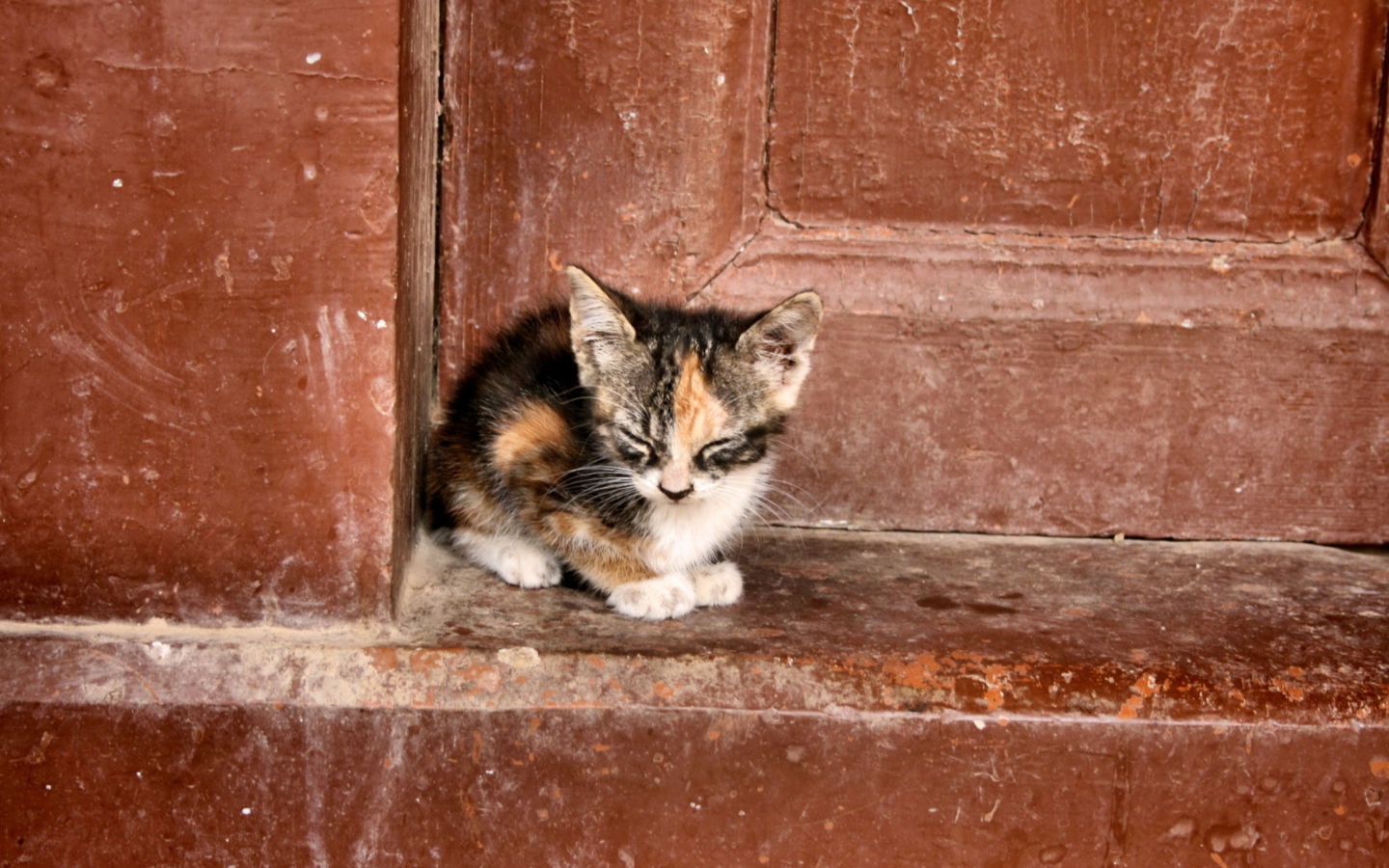 Das Lonely Kitten Wallpaper 1440x900