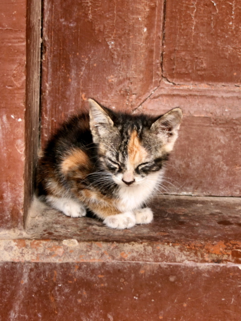 Sfondi Lonely Kitten 480x640