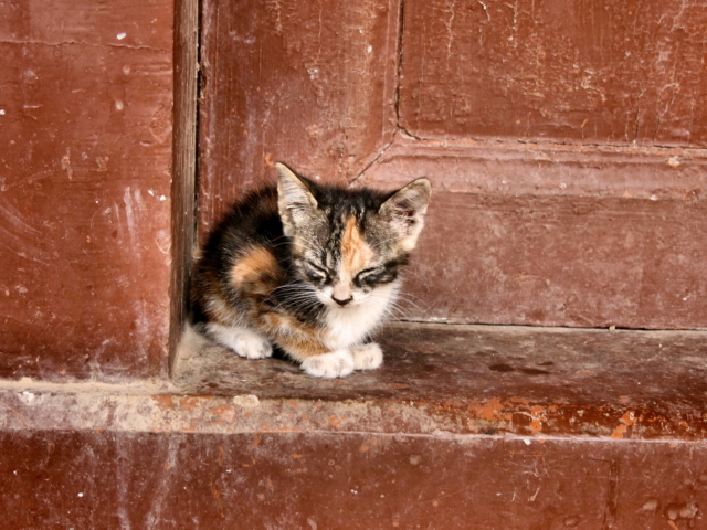 Lonely Kitten wallpaper 640x480