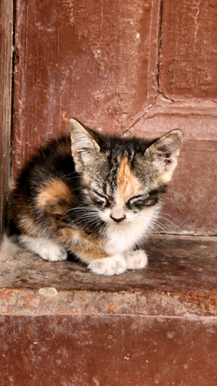 Lonely Kitten wallpaper 750x1334