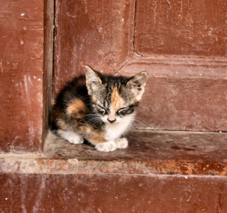 Lonely Kitten - Obrázkek zdarma pro Nokia 6100