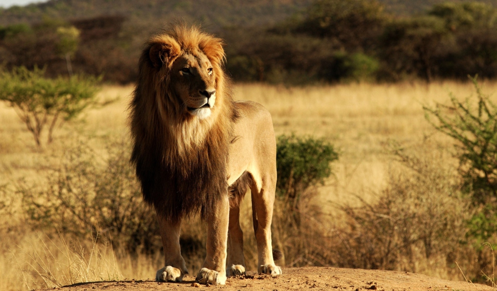 Fondo de pantalla King Lion 1024x600