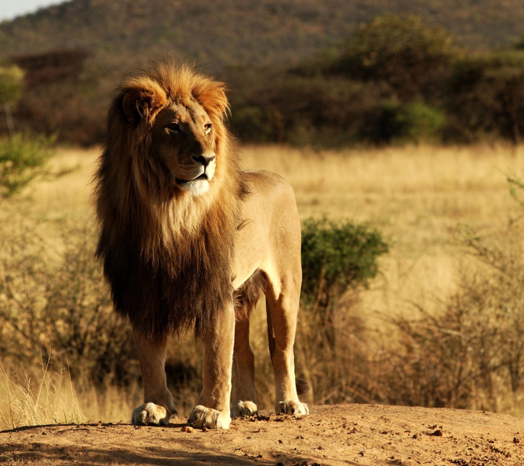 Fondo de pantalla King Lion 1080x960