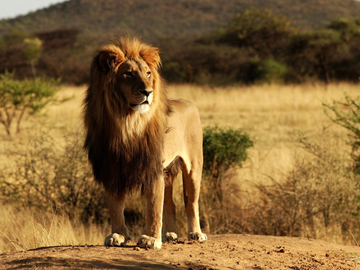Обои King Lion 1152x864