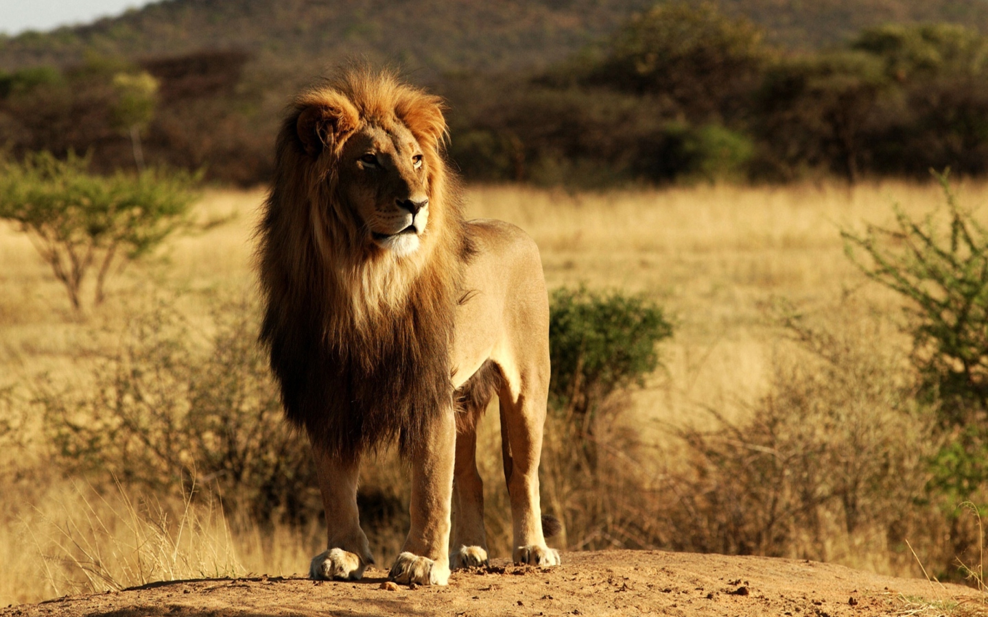 King Lion wallpaper 1440x900