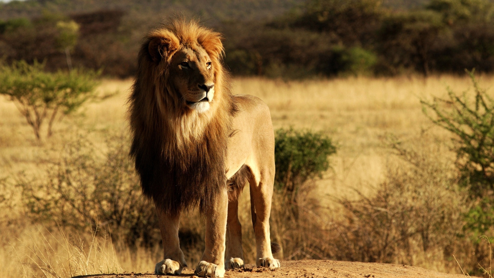 King Lion screenshot #1 1600x900