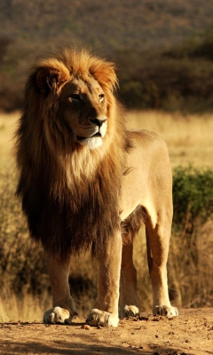 Das King Lion Wallpaper 240x400