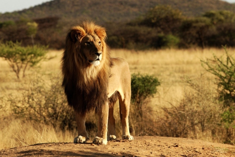 Das King Lion Wallpaper 480x320
